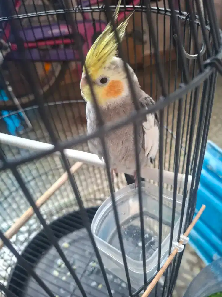 Burung falk / parkit australia