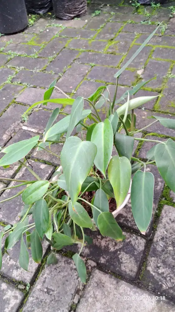 Tanaman Philodendron Keren