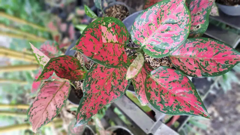 Tanaman Hias Aglonema