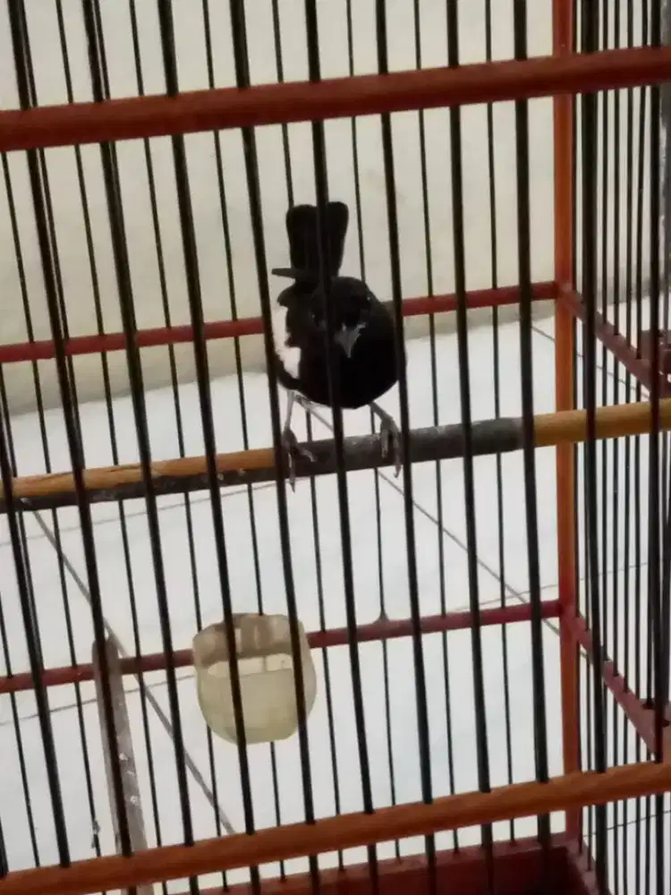 Burung kacer over total