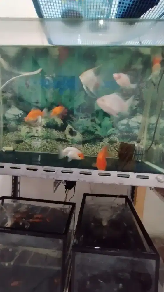 Dijual 2 unit Aquarium ukuran 70cmx50cm