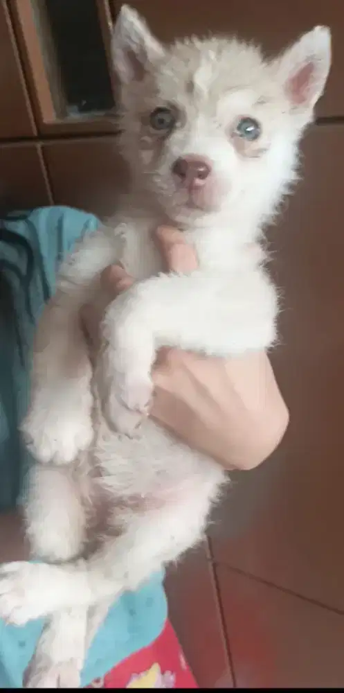 Husky X malamute puppies big bone