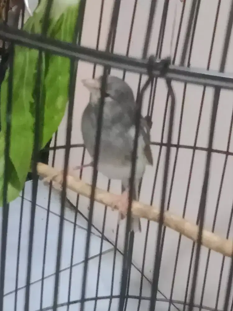 Jual kenari panda gacor darderdor fs