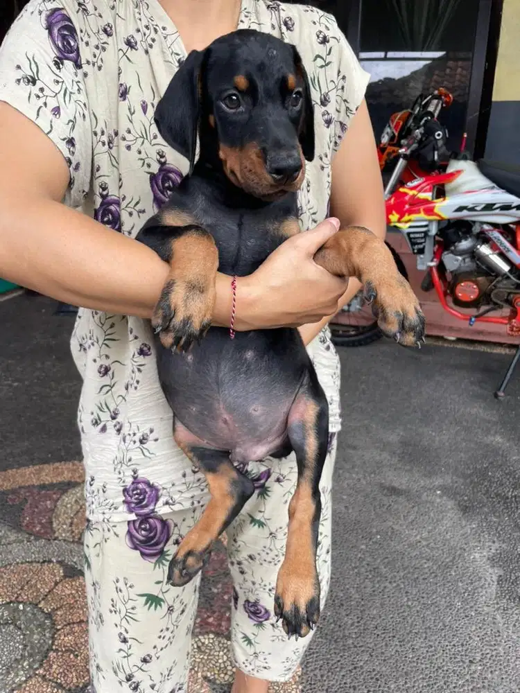 Doberman puppy jantan
