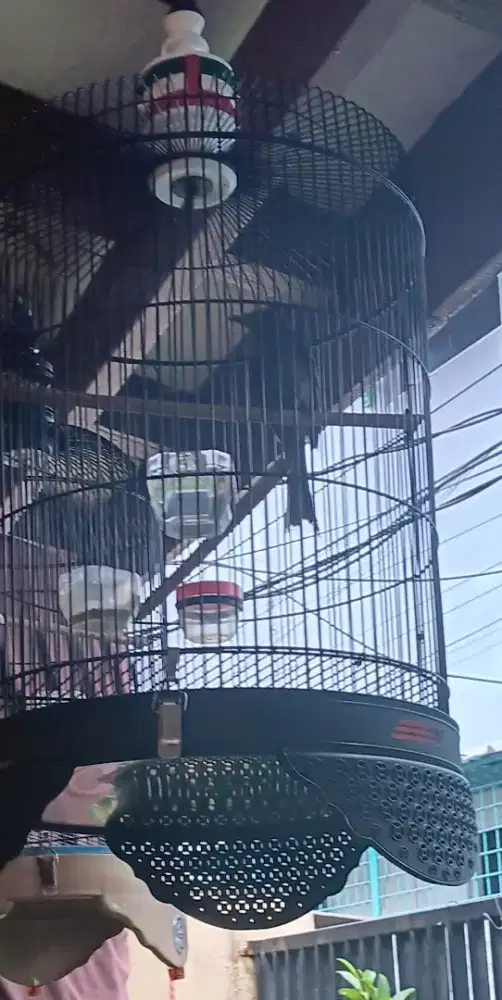 Burung Srigunting abu