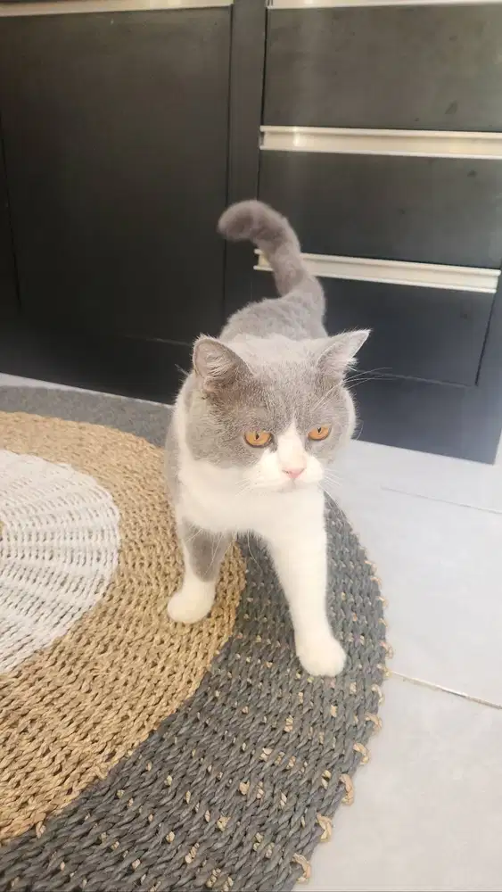 Open adop BSH jantan bicolor, umur 16 bulan sehat