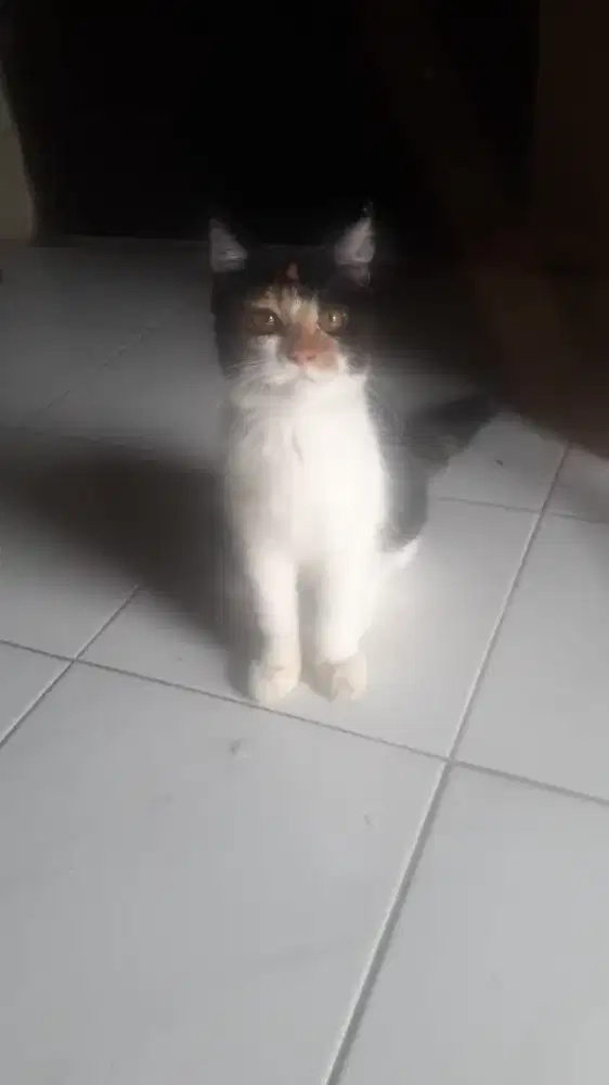 Kitten British Shorthair mix betina