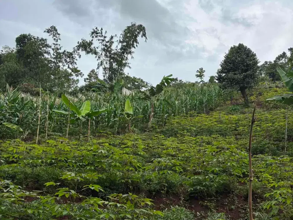 Tanah Kebun View Pegunungan Sumedang di Dampit Cicalengka