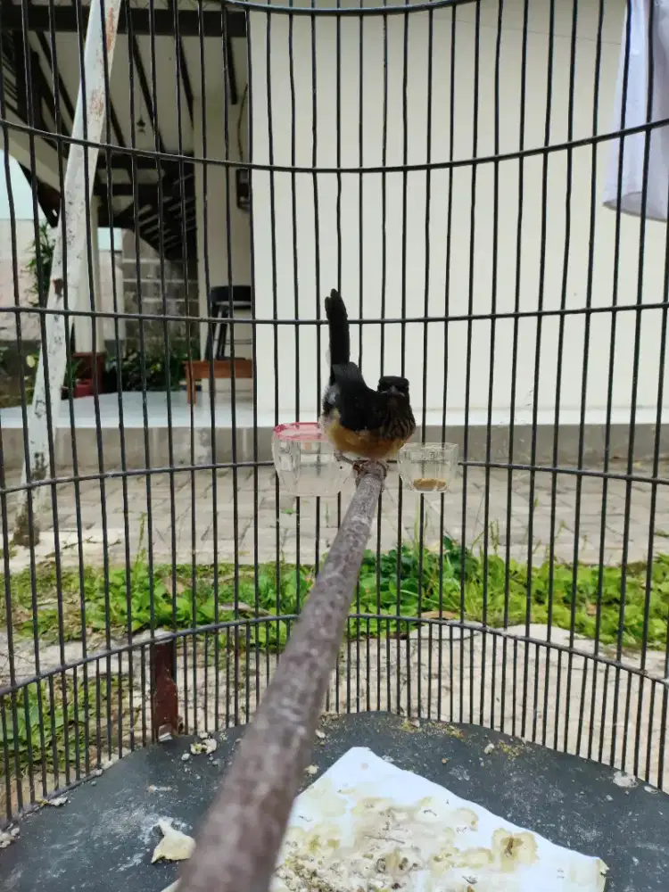 MURAI JANTAN TROTOL USIA 2 BULAN