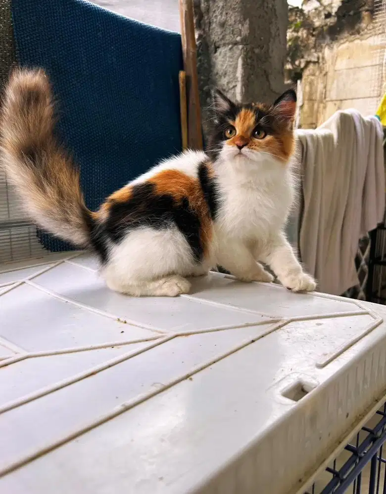 Kitten betina bigbone