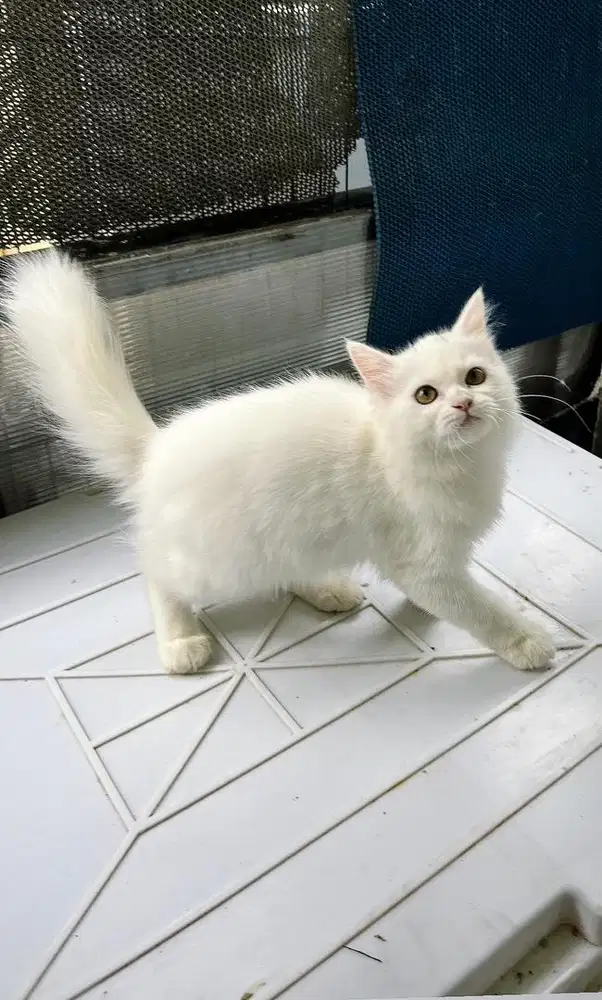 Kitten betina bigbone