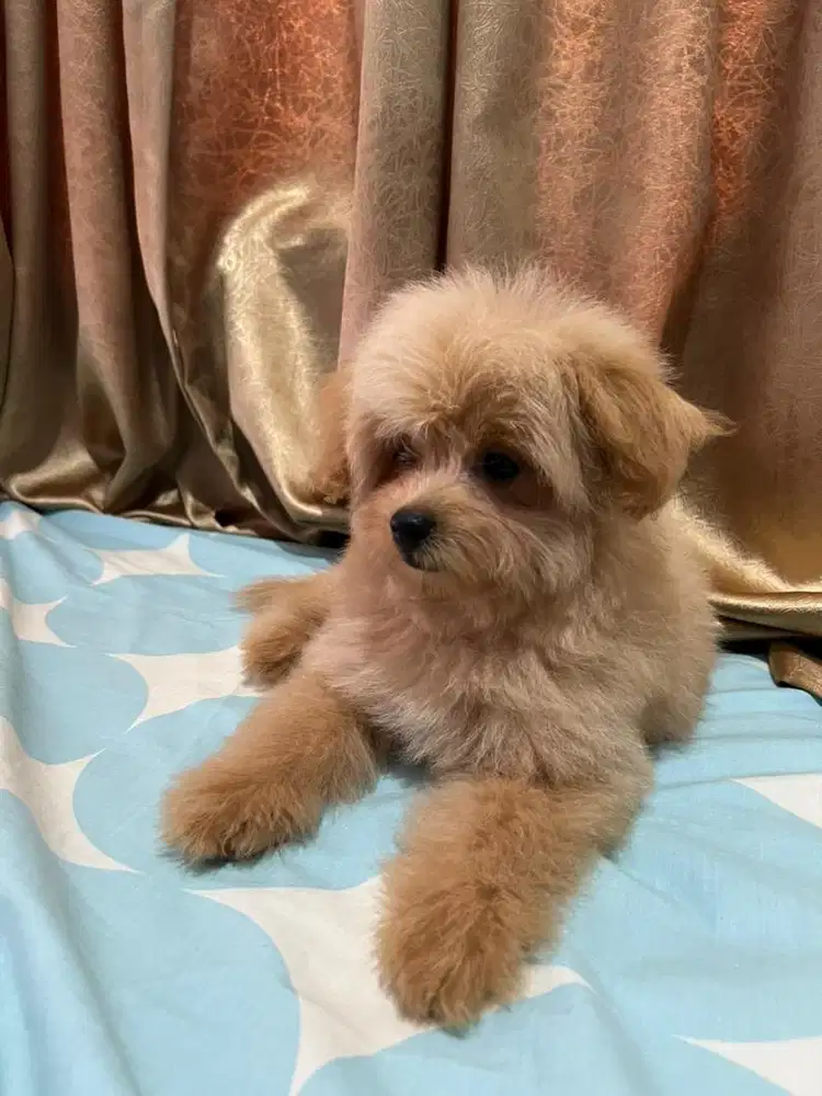 Dijual cepat anak anjing 4 bulan