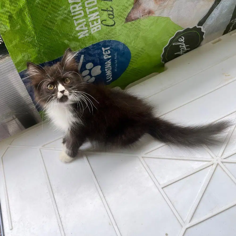 Kitten persia betina