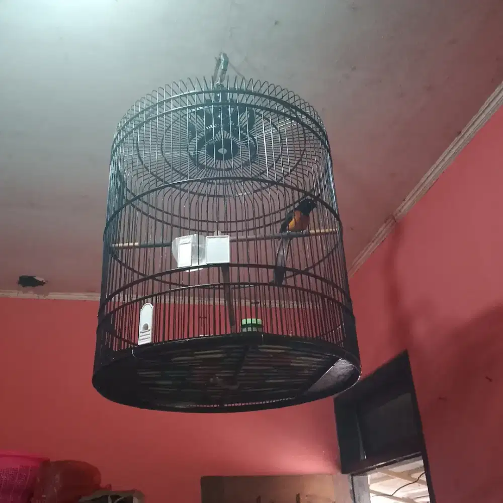 Murai Medan prestasi gacor