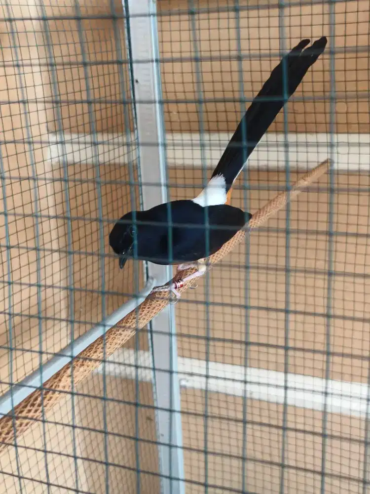 Murai pastol 9 bulan prospek nasional