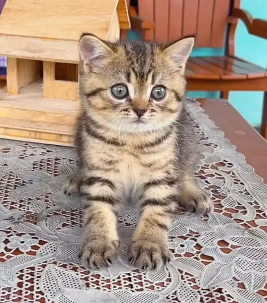 BSH motif Tabby Mackarel