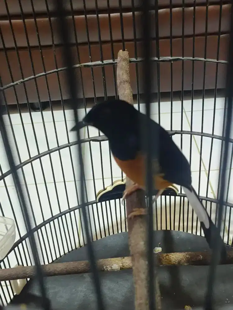 Murai dewasa gacor bahan gantang