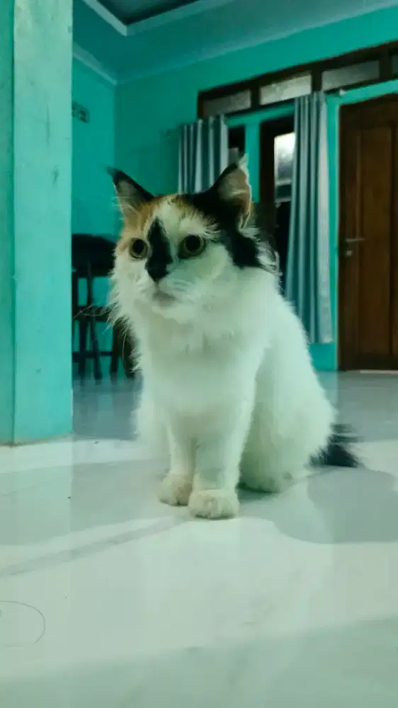 Kucing Persia Munchkin NS
