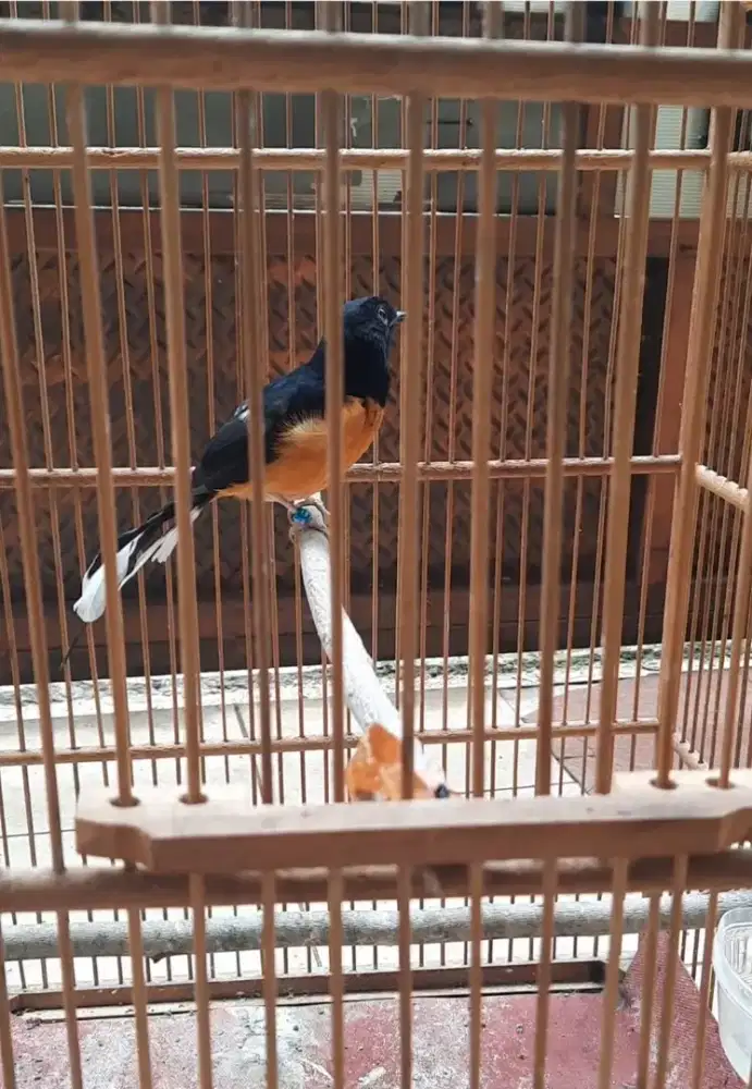 Trotol murai batu ekor panjang mutasi fullsheet