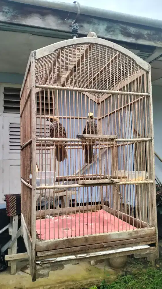 Cucak rowo sepasang mapan