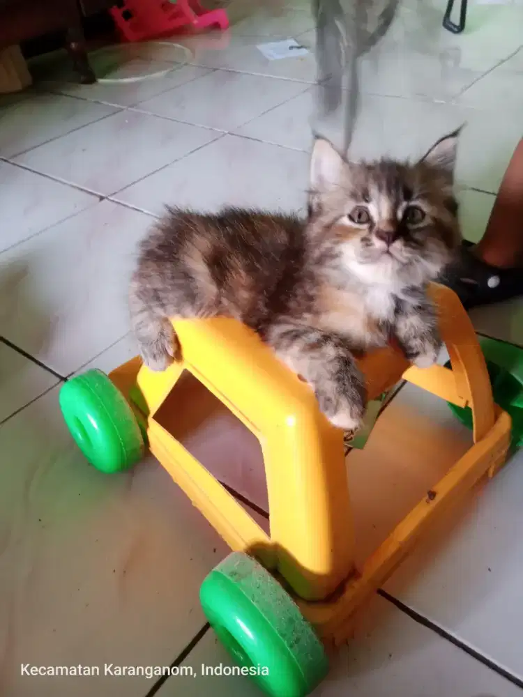 Kitten mixdom 2 bulan