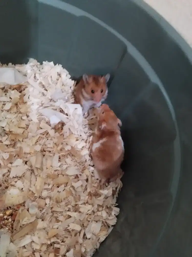 hamster syrian sepasang
