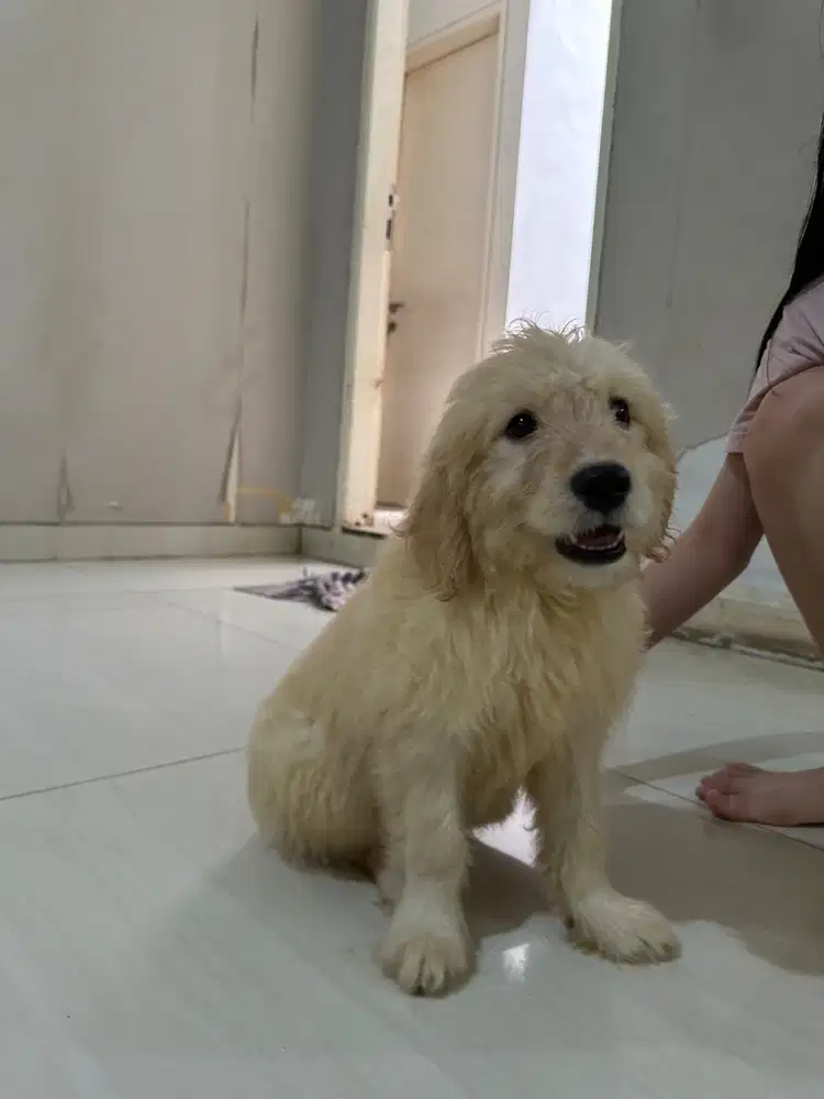 Di jual anjing Golden retriever x Pudel Male