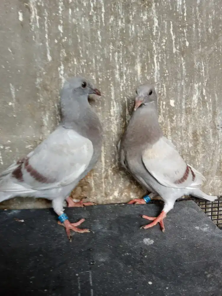 Piyik merpati pos LLB