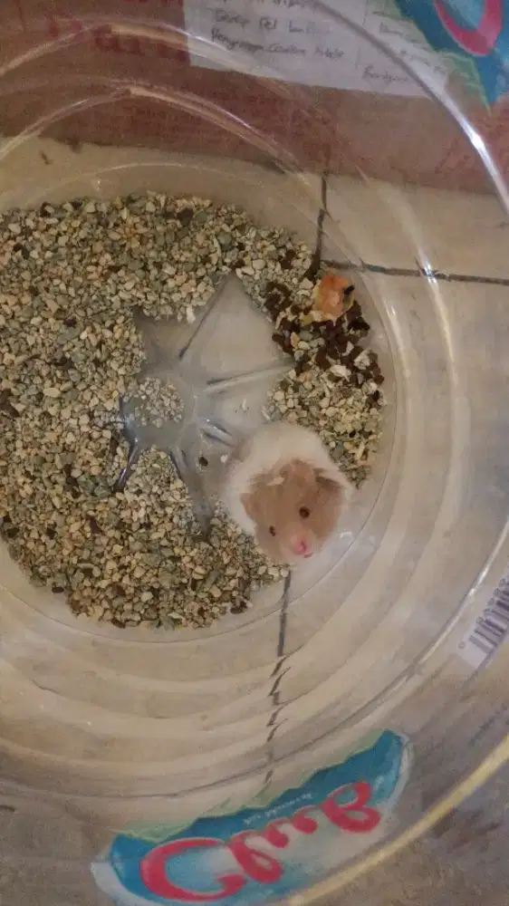 Hamster syrian warna coklat putih