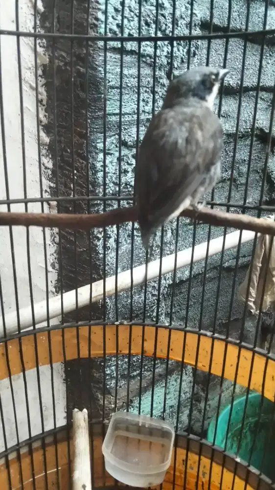 Burung yg lagi viral ORI Kalimantan mata putih bunyi,yg lagi Viral