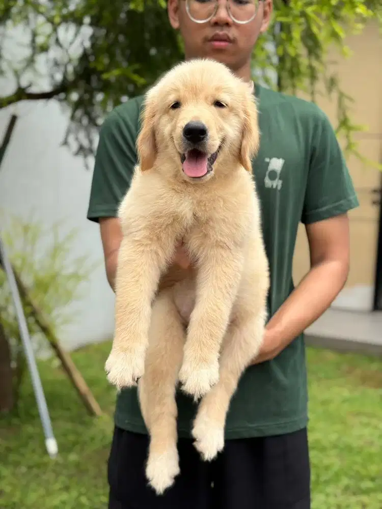 Golden bigbone puppy