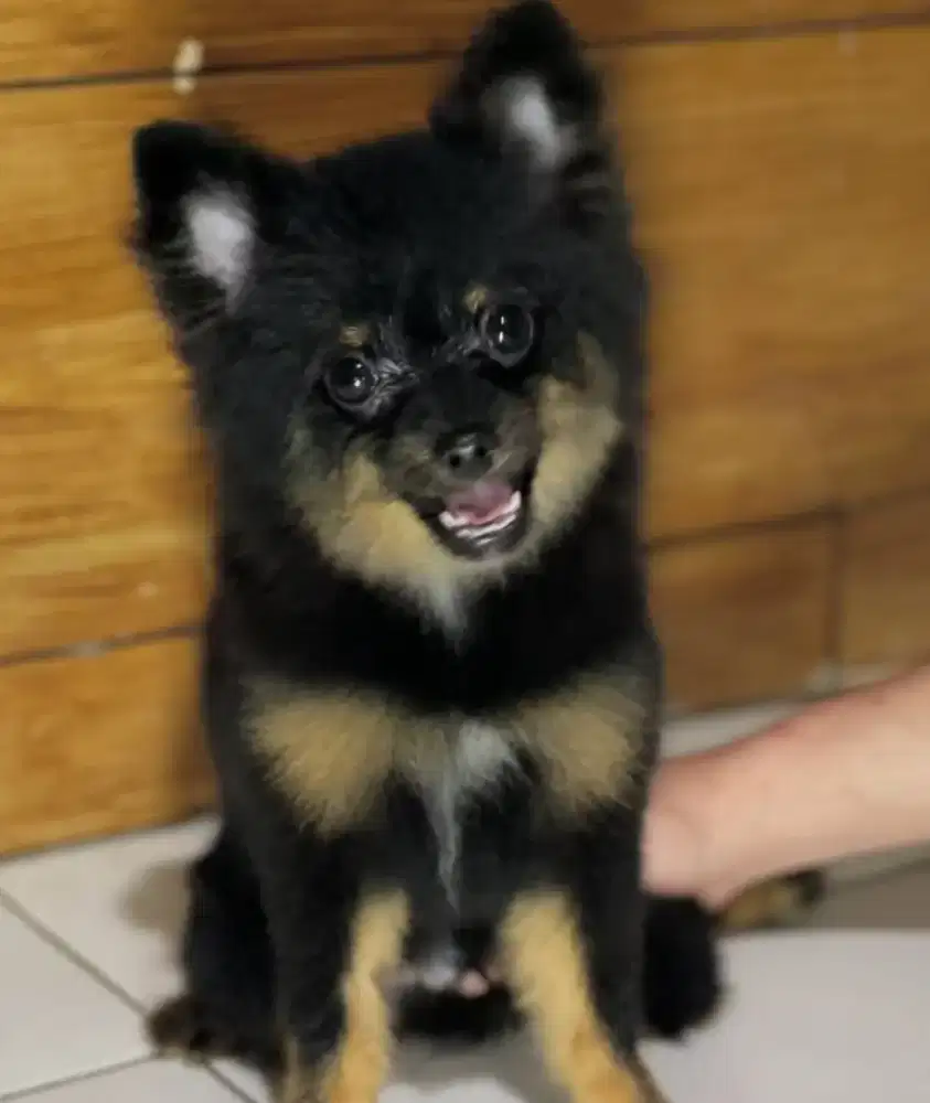 Anjing minipom black