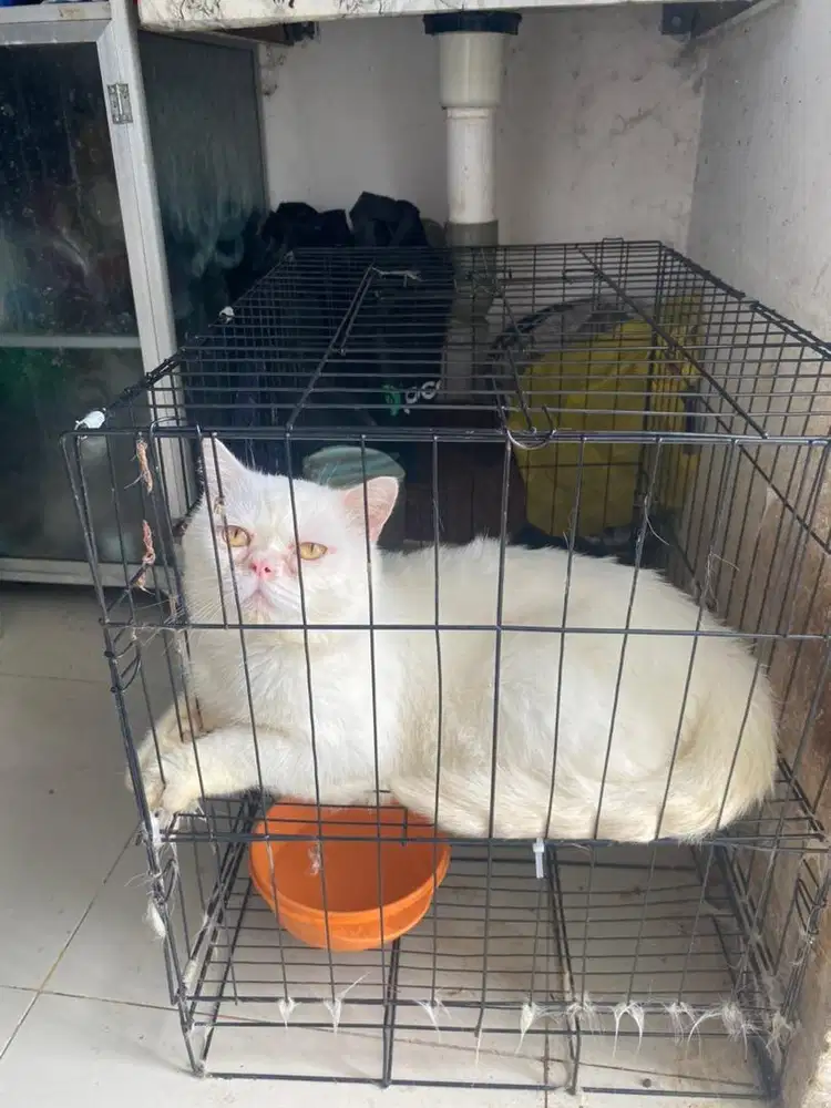 Kucing BSH White Solid jantan