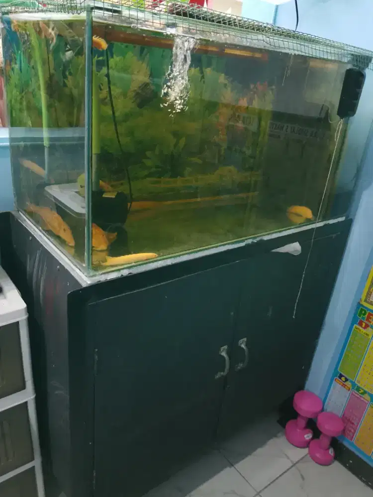 Jual Aquarium dan ikan palmas sapu sapu albino