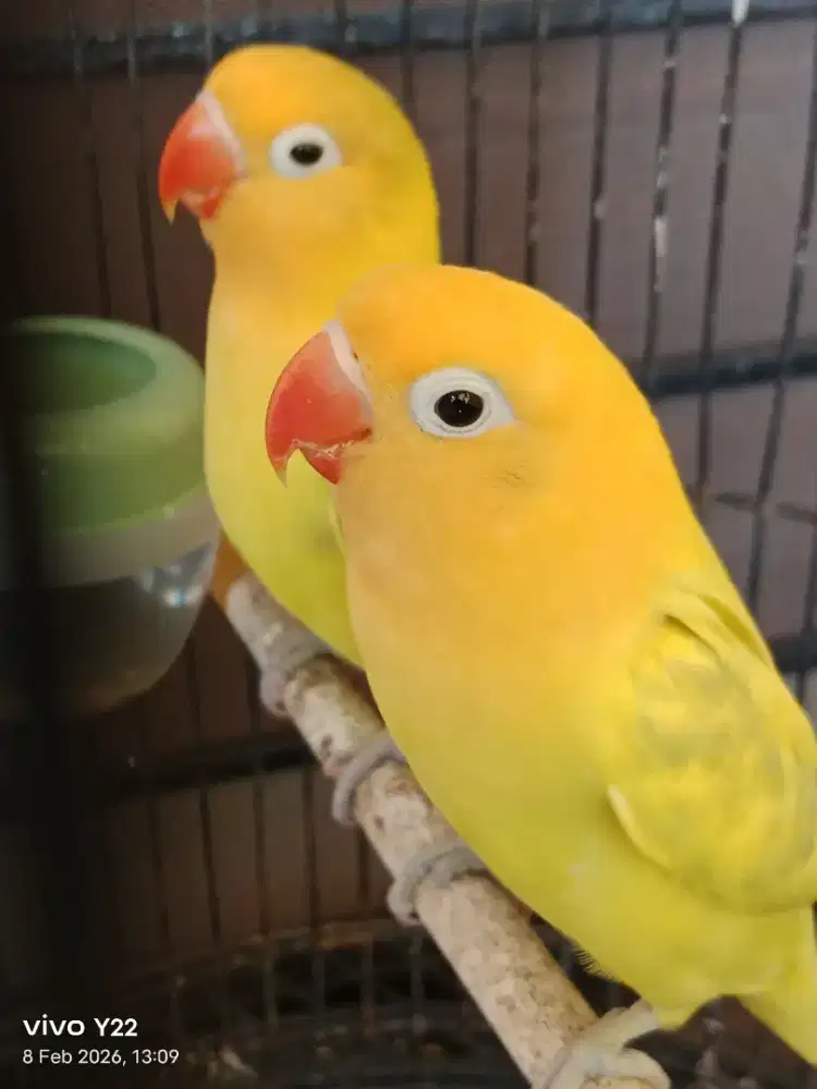 Lovebird biola Aqua dan Aqua pied Jantan love bird