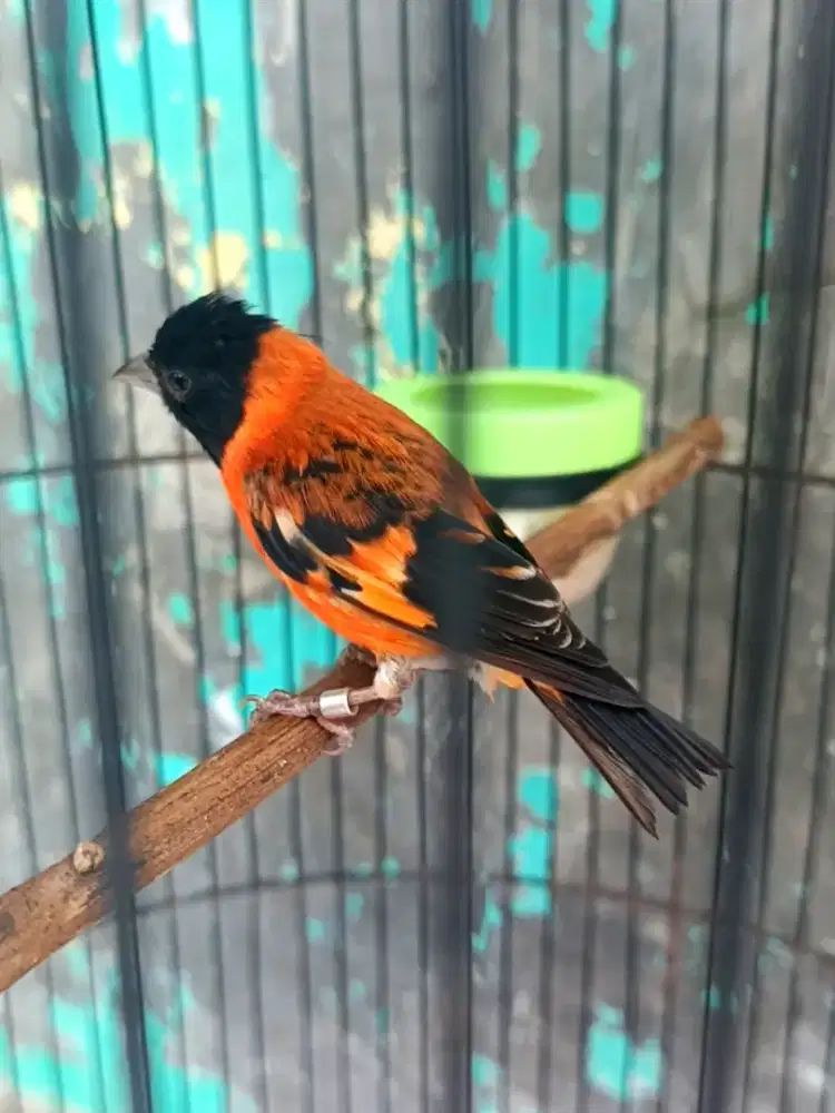 Red Siskin Classic Mapan Jantan