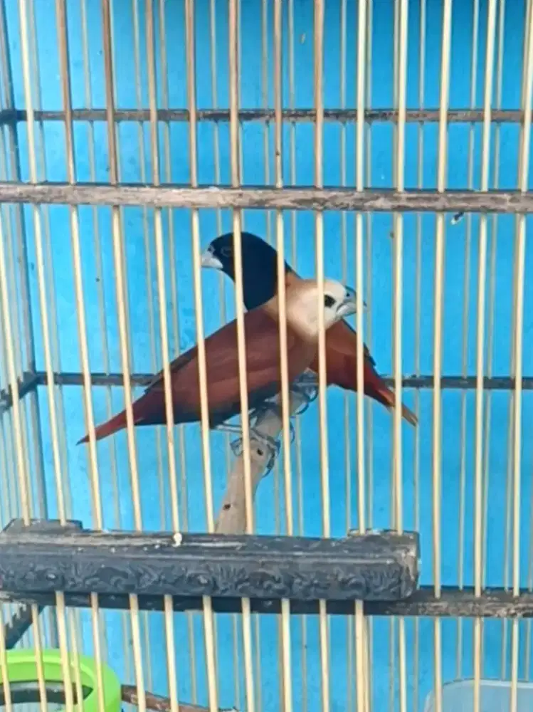 Emprit kepala hitam dan haji