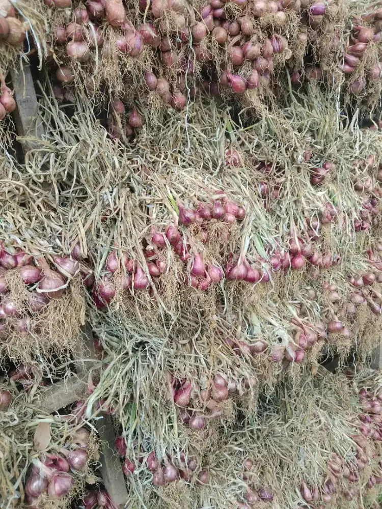 Bibit bawang merah Birma