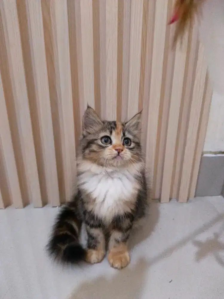 Kucing Persia Calico Long Hair
