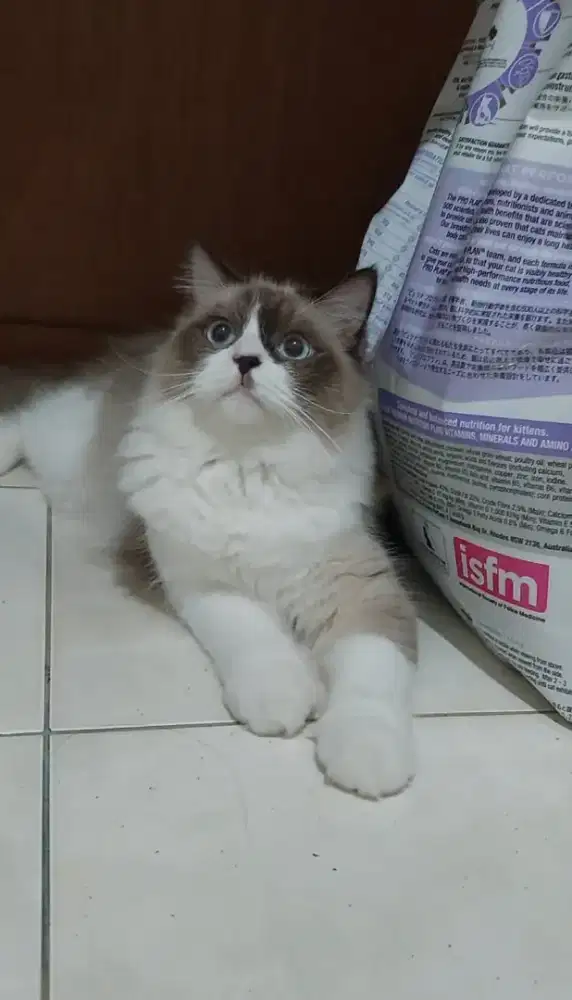 Ragdoll bicolour mata biru jantan 9 bulan jago kawin