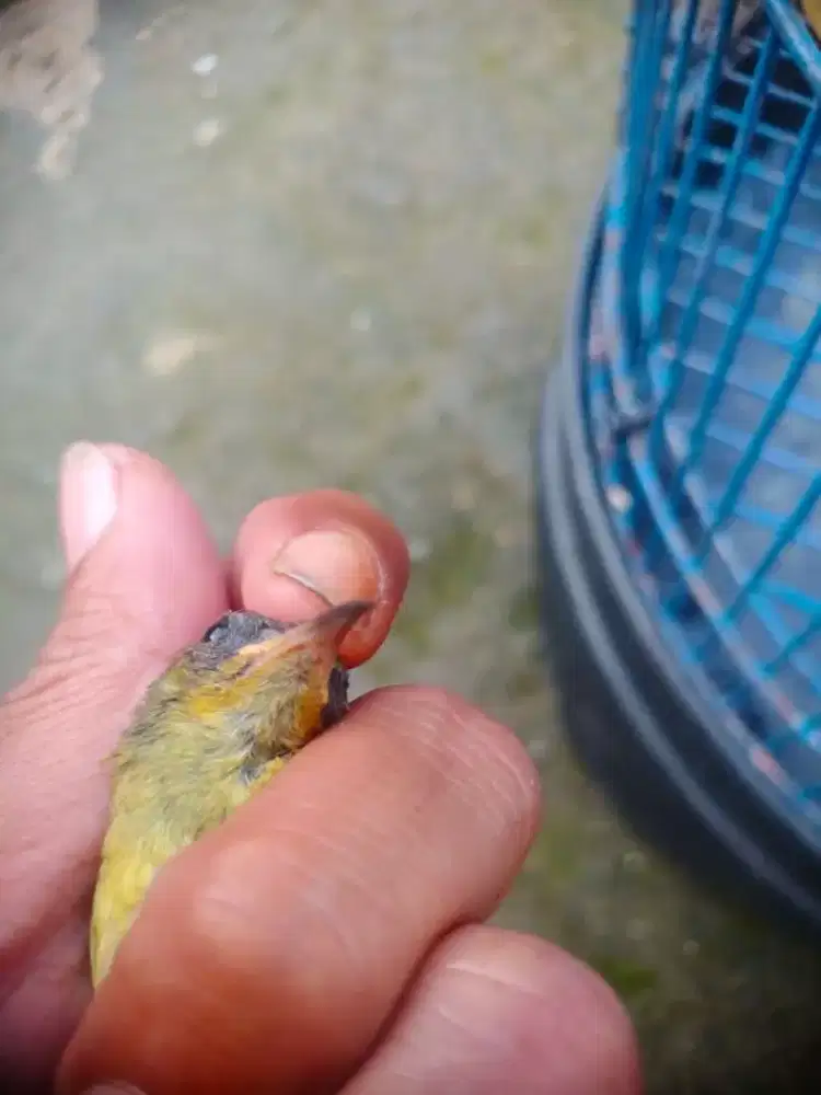 Jual Burung Kolibri Trotol Ijoan Jantan Prospek