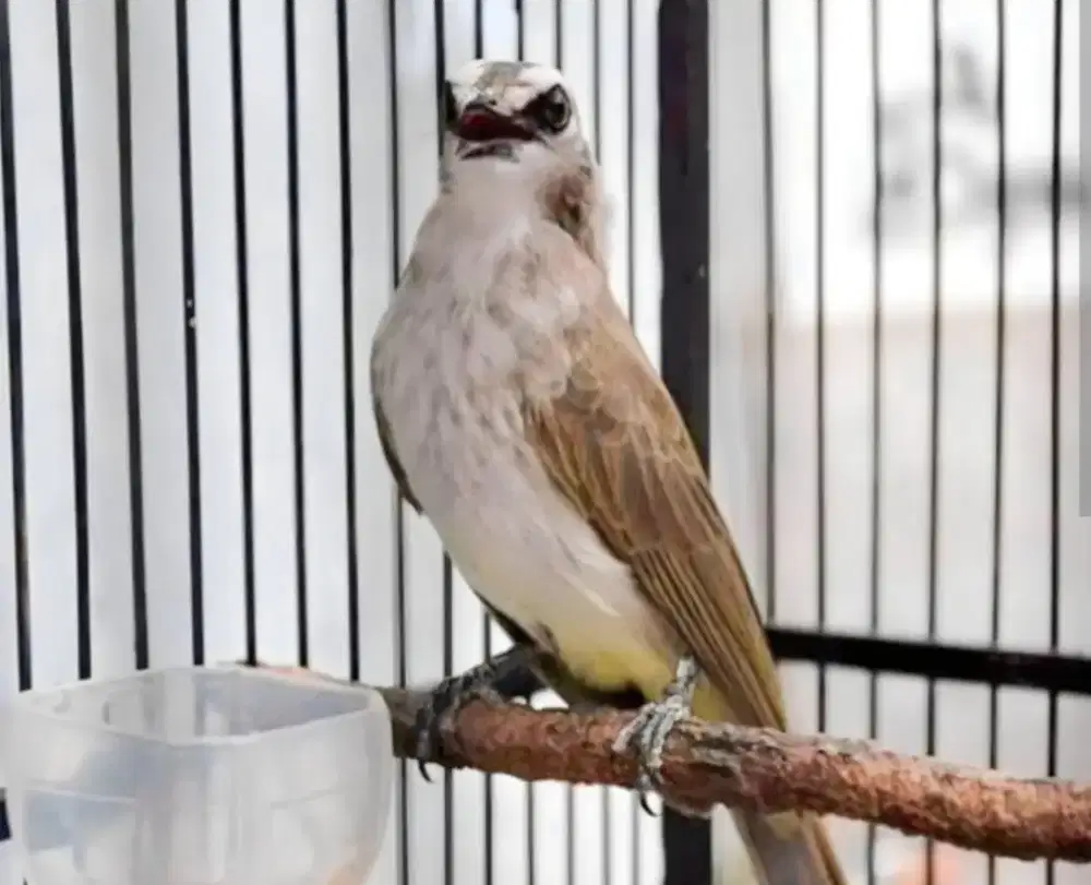 Trucukan gacor jinak buka sayap