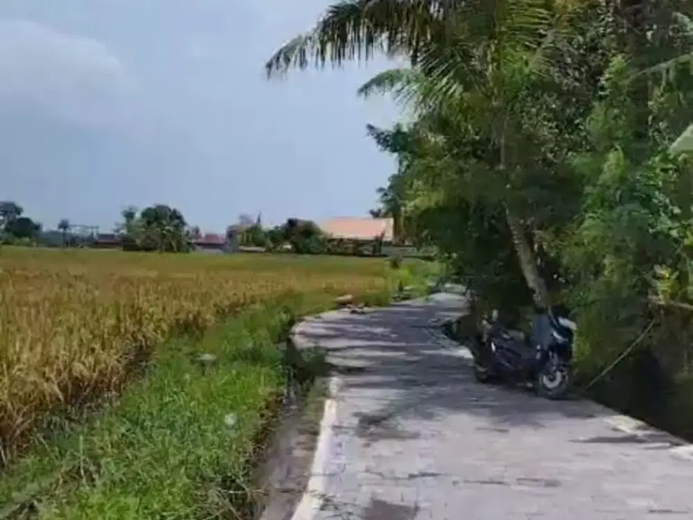 BUC 6 are Tanah Sawah di Singapadu kaler Gianyar Bali