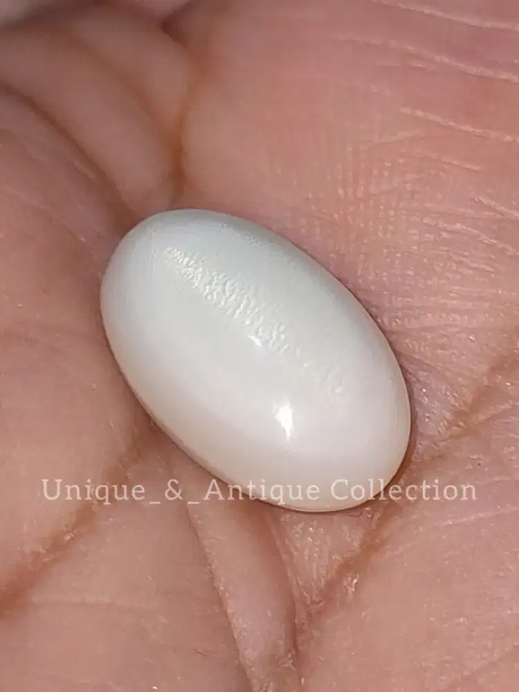 Mutiara Kima Clam Cat Eye Pearl Alam Laut Kolektor Mustika