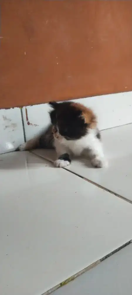 Lepas adopsi anakkan aggora