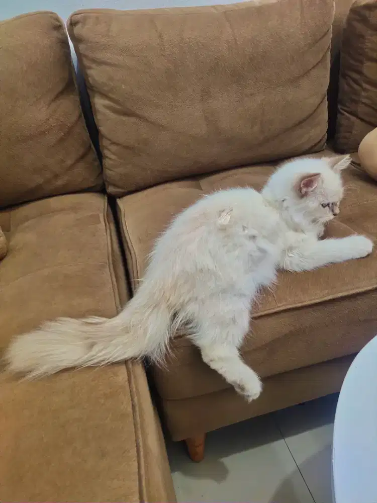 Kucing Persia Himalaya