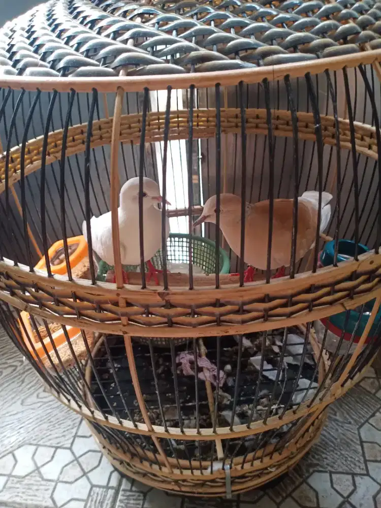 Puter lokal jantan ring puter pelung putih mata merah