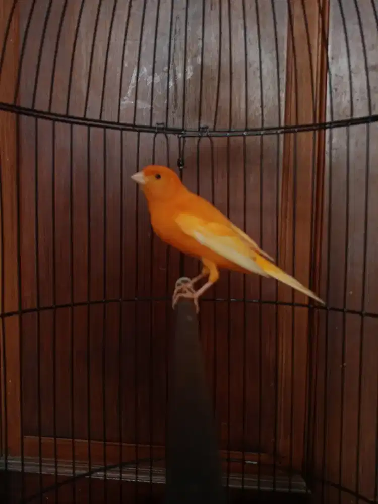 Kenari Merlok Warna idaman