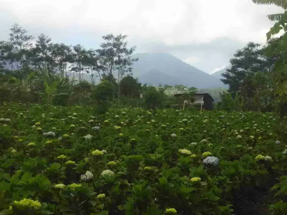 Tanah View Gunung dekat Munduk Moding di Gobleg Bali