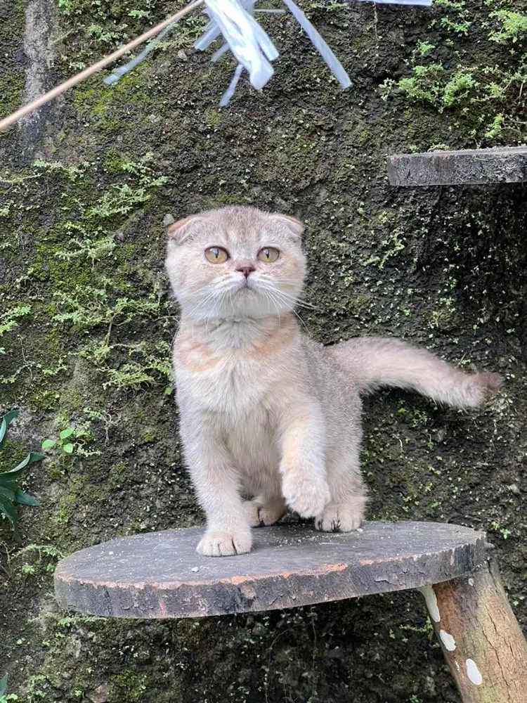Kucing scottish fold golden betina
